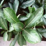 aglaoenema -sri rejeki