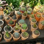 cara memelihara kaktus dan sukulen.