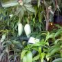 pohon mangga