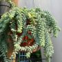 sukulen donkey tail.