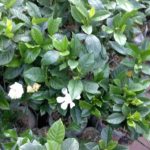 gardenia -kaca piring