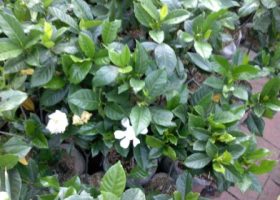 gardenia -kaca piring