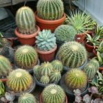 memindahkan tanaman kaktus ke pot.