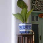 memelihara tanaman pot pada saat liburan.