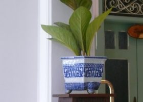 memelihara tanaman pot pada saat liburan.