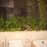 tanaman dalam ruangan kamar mandi