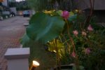 Nelumbo nucifera-lotus.tanaman air pot.