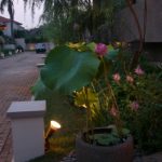 Nelumbo nucifera-lotus.tanaman air pot.