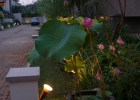 Nelumbo nucifera-lotus.tanaman air pot.