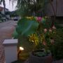 Nelumbo nucifera-lotus.tanaman air pot.