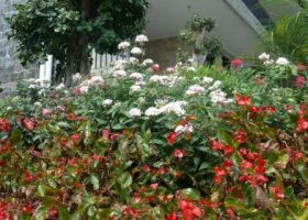 taman inggris