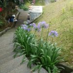 cara merancang -alpinia purpurata-lili ungu.