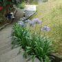 cara merancang -alpinia purpurata-lili ungu.