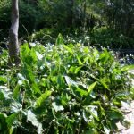 Echinodorus palaefolius-melati air-2