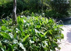 Echinodorus palaefolius-melati air-2