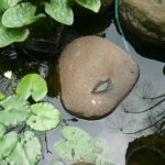 Nymphaea sp.teratai. tanaman air.