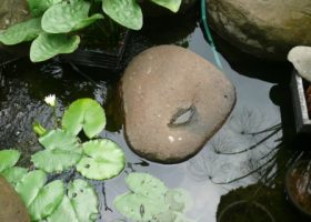 Nymphaea sp.teratai. tanaman air.