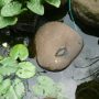 Nymphaea sp.teratai. tanaman air.
