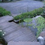 Pistia stratiotes-kapu-kapu. tanaman air.