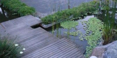 Pistia stratiotes-kapu-kapu. tanaman air.