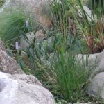 Pontederia cordata var. lanceolata. tanaman air.