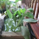 Thalia dealbata-kana air. tanaman air.