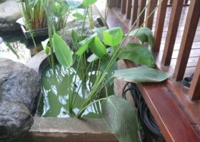 Thalia dealbata-kana air. tanaman air.