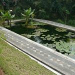 cara merancang - pisang air-Typhonodorum lindyeyanum