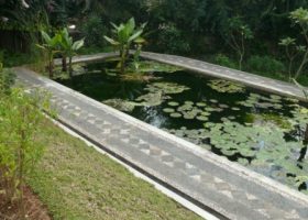 cara merancang - pisang air-Typhonodorum lindyeyanum