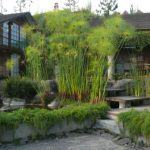 cyperus papyrus-pepayungan. tanaman air.