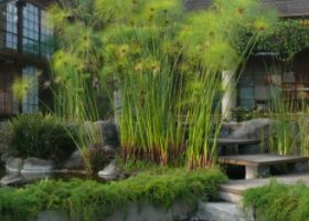 cyperus papyrus-pepayungan. tanaman air.