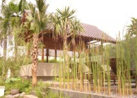 typha sp.1